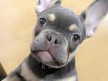 Französische Bulldoggenwelpen - photo 2
