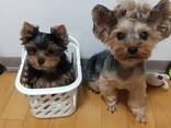 Продаются щенки йоркширского терьера - photo 3