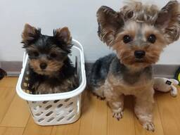Щенки йоркширского терьера ищут любящий дом