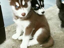 10 Wochen alte Siberian Husky Welpen suchen ein neues Zuhause.