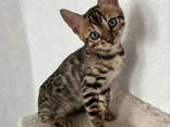 3 bengal kitten - фото 1