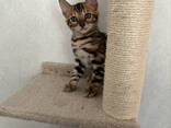 3 bengal kitten - фото 3