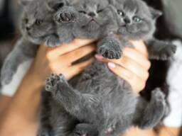 4 wunderschöne Kätzchen