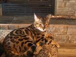 5 wunderschöne Bengal-Kätzchen verfügbar – 3 Kater und 2 Kätzinnen! - фото 1