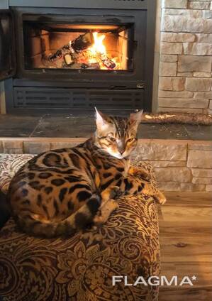 5 wunderschöne Bengal-Kätzchen verfügbar – 3 Kater und 2 Kätzinnen!