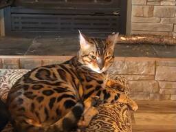 5 wunderschöne Bengal-Kätzchen verfügbar – 3 Kater und 2 Kätzinnen!