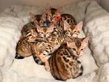 5 wunderschöne Bengal-Kätzchen verfügbar – 3 Kater und 2 Kätzinnen! - фото 2