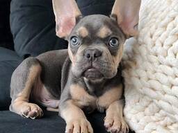 KC Frenchies
