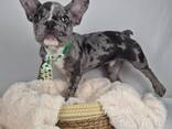 KC Frenchies - photo 1