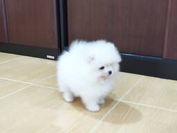 Wunderschöne, 12 Wochen alte Spitz-Pomeranian-Welpen suchen ein neues Zuhause. Rüde und Hü