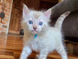 Adorable 10-Week-Old Bengal Kittens for Sale