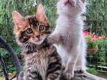 Adorable 10-Week-Old Bengal Kittens for Sale - photo 1