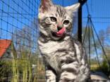 Adorable 10-Week-Old Bengal Kittens for Sale - photo 2