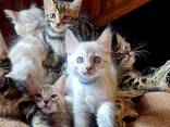 Adorable 10-Week-Old Bengal Kittens for Sale - photo 3