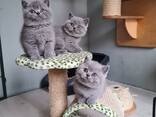 Adorable 10-Week-Old British Shorthair Kittens for Sale - photo 1