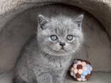Adorable 10-Week-Old British Shorthair Kittens for Sale - photo 2
