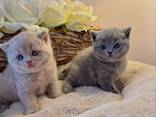 Adorable 10-Week-Old British Shorthair Kittens for Sale - photo 3