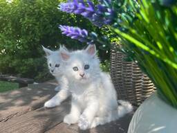 Adorable 10-Week-Old Maine coon Kittens for Sale
