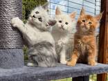 Adorable 10-Week-Old Maine coon Kittens for Sale - photo 1