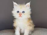 Adorable 10-Week-Old Maine coon Kittens for Sale - photo 3
