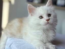 Adorable 10-Week-Old Maine coon Kittens for Sale