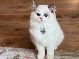Adorable 10-Week-Old Ragdoll Kittens for Sale