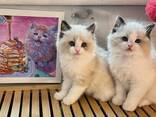 Adorable 10-Week-Old Ragdoll Kittens for Sale - photo 1
