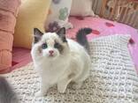 Adorable 10-Week-Old Ragdoll Kittens for Sale - photo 2