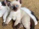 Adorable 10-Week-Old Siamese Kittens for Sale - photo 1