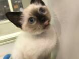 Adorable 10-Week-Old Siamese Kittens for Sale - photo 2