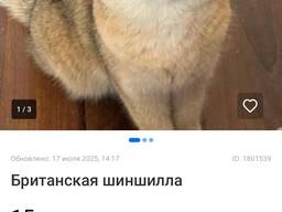 Афера‼️‼️‼️