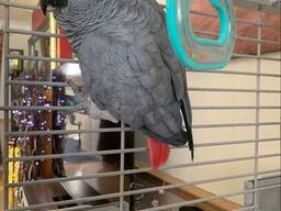 African grey parrots.