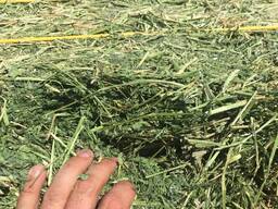 Alfalfa Hay for sale