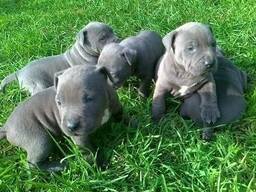 American Pitbull Blueline welpen