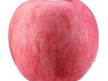 Apples, Fuji and Gala apples, Best wholesale market price - фото 1