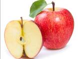 Apples, Fuji and Gala apples, Best market price - фото 2