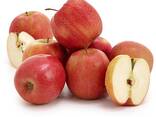 Apples, Fuji and Gala apples, Best wholesale market price - фото 4