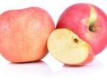 Apples, Fuji and Gala apples, wholesale price - фото 2
