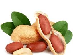 Арахис из Узбекистана