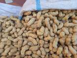 Арахис из Узбекистана - фото 3