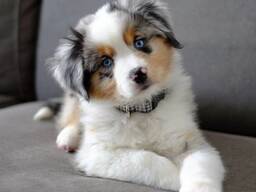 Australian Shepherd puppies