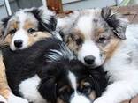 Australian Shepherd puppies - photo 2