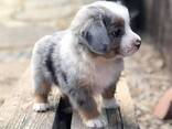 Australian Shepherd puppies - photo 3