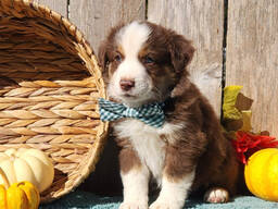 Australian Shepherd Welpen