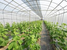 Ballengarn Polypropylen