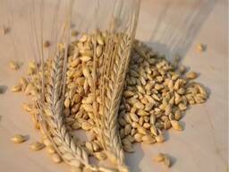 Barley Grains Premium Barley Seeds/Animal Feed