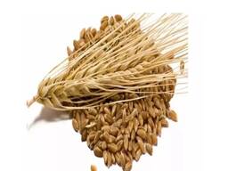 Barley Grains Premium Barley Seeds/Animal feed barley/bulk barley grains