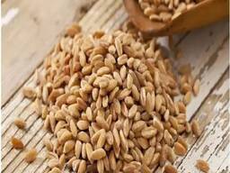 Barley Grain / Barley Malt Grain / Hulled Barley Grain At Competitive Price Wholesale Good