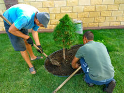 Bäume pflanzen | Sträucher pflanzen | Gartenservice