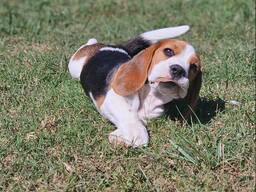 Прекрасные щенки бигля